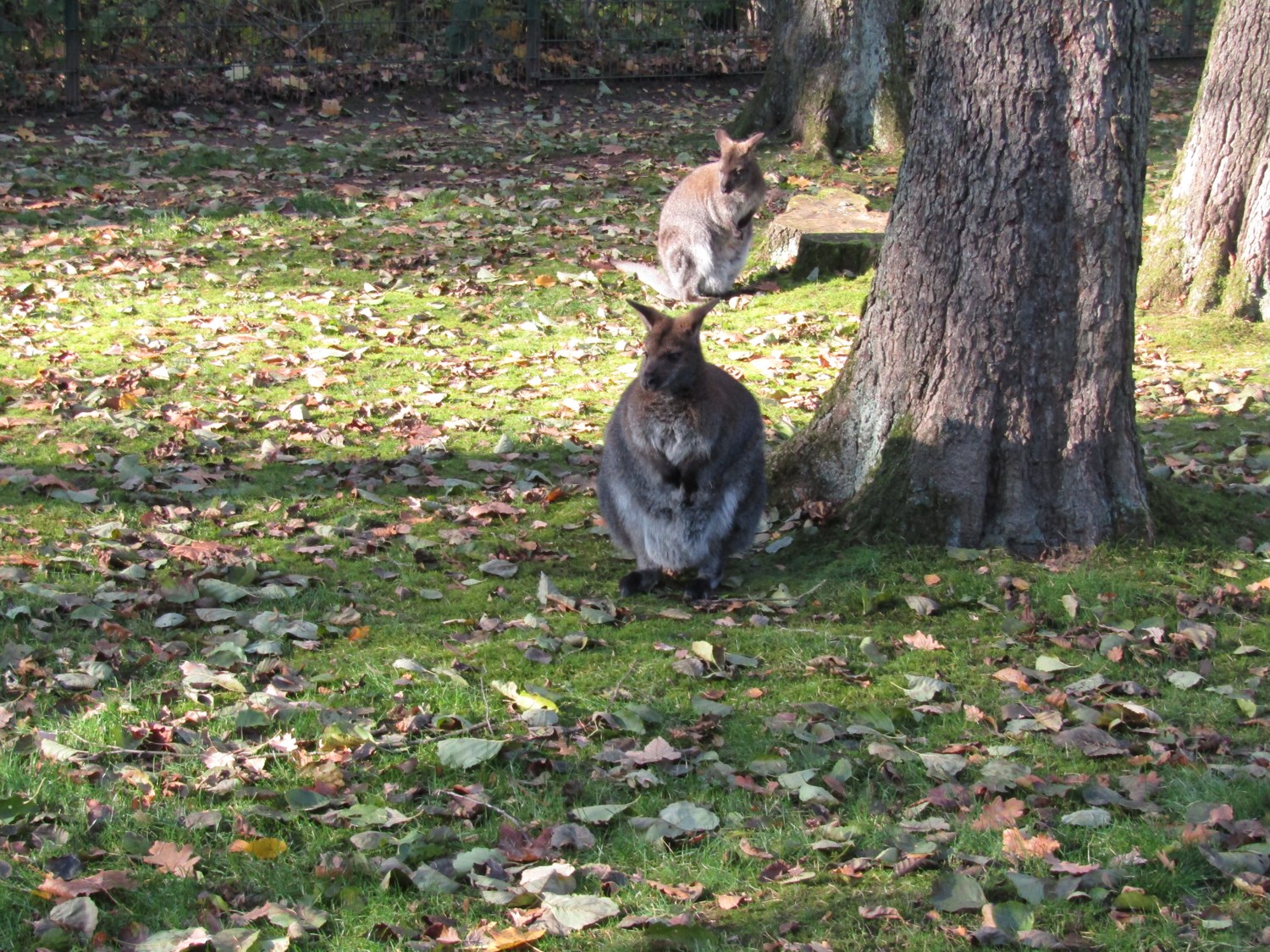 Bennett wallabies at Tierpark Chemnitz