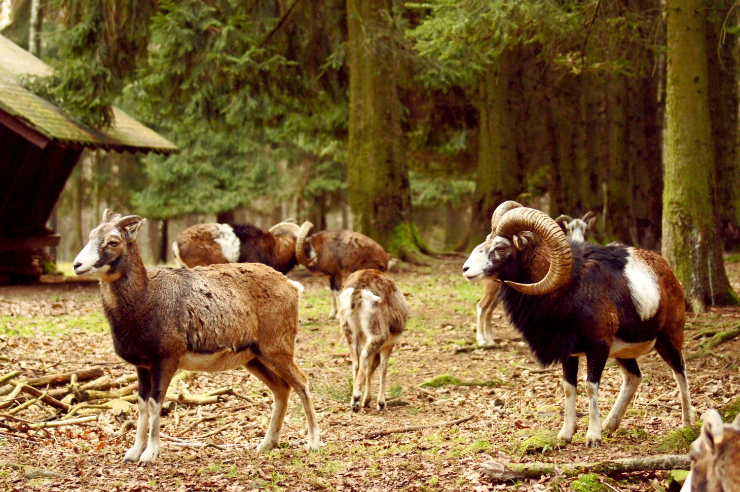 Mouflon at Wildgatter Oberrabenstein