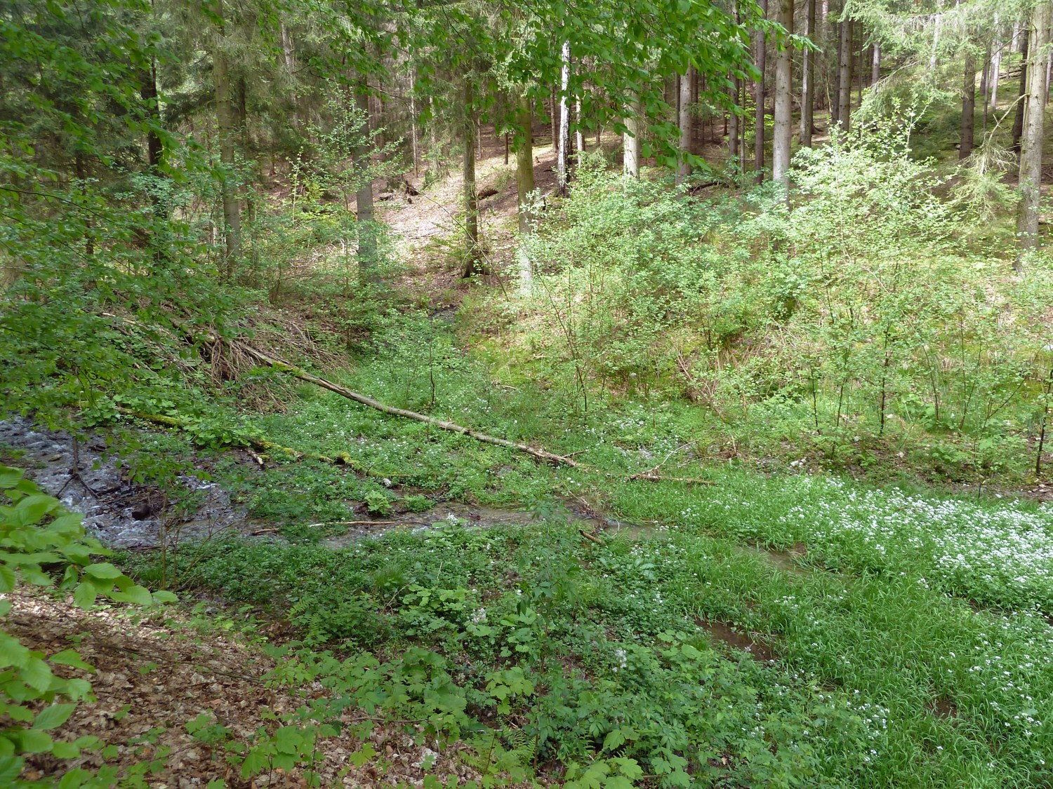 Woodland path in Sternmühlental