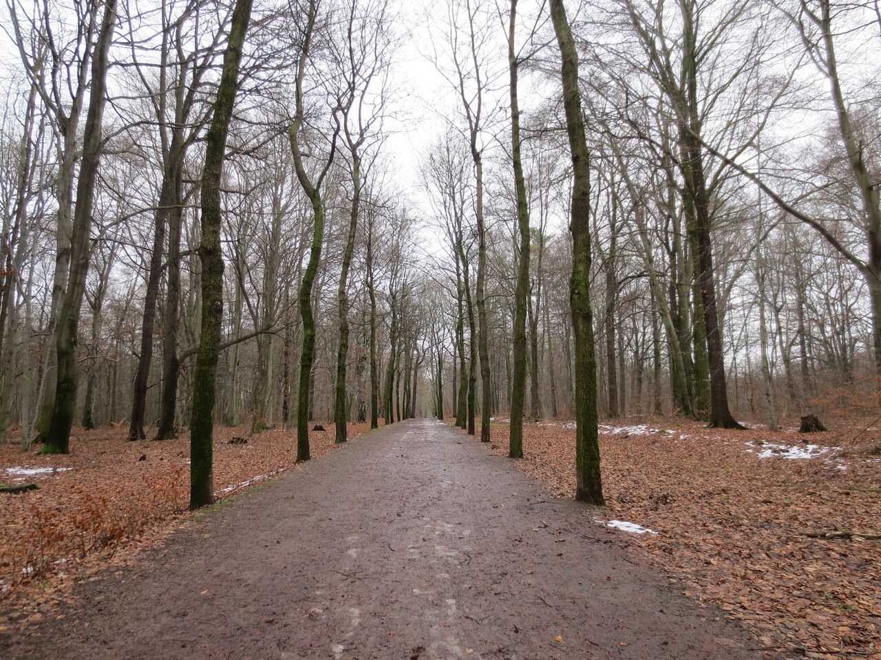 Gerader Weg durch den Küchwaldpark in Chemnitz
